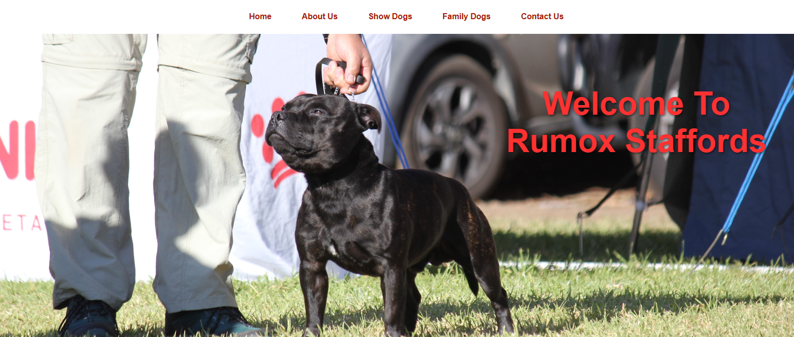 Rumox Staffords Website